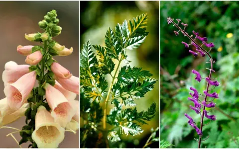 Tre vackra men giftiga växter: fingerborgsblomma, hundkäx och stormhatt. En vacker men giftig buske.