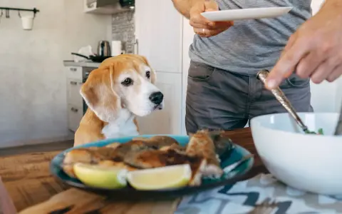 Un beagle attend patiemment, espérant une part de la ration ménagère chien. Un homme sert un repas.