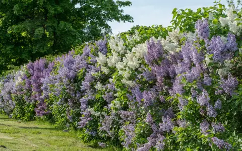 En lång häck av uppstammad syren i lila och vita nyanser blommar frodigt mot en grönskande bakgrund.
