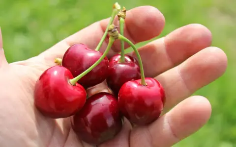 Fünf saftige Sauerkirschen liegen in einer Hand. Die Erntezeit ist da, und diese Früchte sind bereit, genossen zu werden.