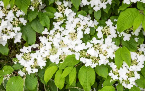 Gros plan sur une viorne de Chine en pleine floraison, ses grappes de fleurs blanches délicates contrastant avec le feuillage vert luxuriant.