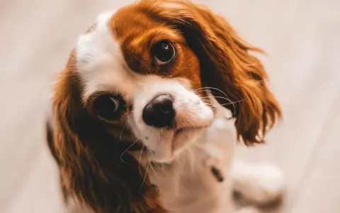 Uroczy Cavalier King Charles Spaniel, który ma 3 lata psie na ludzkie, patrzy z zaciekawieniem.