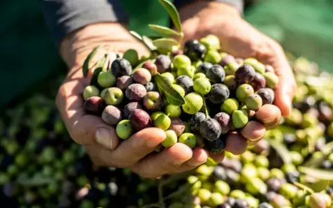 Dłonie trzymają garść świeżo zebranych oliwek, od zielonych po czarne. Zastanawiasz się, ile oliwek dziennie to zdrowa porcja?