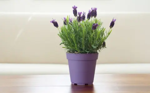 Planta de lavanda en maceta morada, ideal para interiores. Sus cuidados son sencillos: sol y buen drenaje.