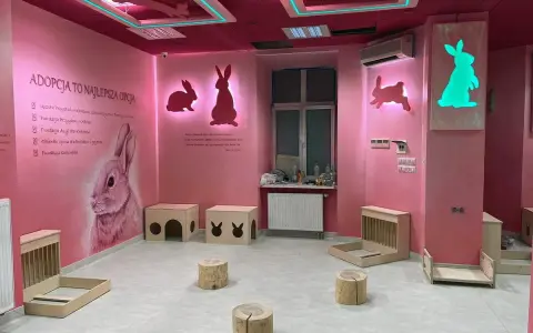 Różowa kawiarnia ze zwierzętami, ozdobiona królikami. Wnętrze zachęca do adopcji, oferując przestrzeń dla królików.