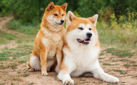 Dwa psy rasy Akita Inu siedzą na ziemi. Czy akita jest groźna? Te psy wyglądają na spokojne i przyjazne.
