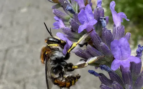 Eine Biene sammelt Nektar am Lavendel. Das Lavendel schneiden ist noch nicht dran, die Natur ist fleißig.