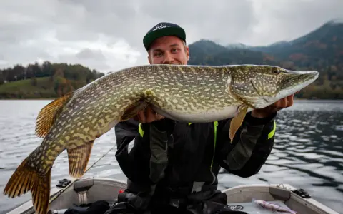 Glücklicher Angler hält stolz einen großen Hecht im Boot. Ein erfolgreicher Tag auf Hecht angeln!