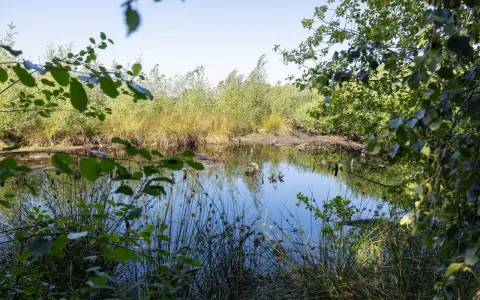 Ein ruhiger Teich im Emsdettener Venn spiegelt die üppige Vegetation und den blauen Himmel wider.