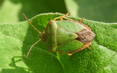Chinche verde sobre hoja. Su tamaño es notable, con un cuerpo triangular y patas finas.