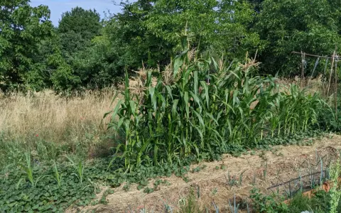 Un champ de plant de maïs verdoyant, avec des tiges hautes et des feuilles larges, se dresse au milieu d'un jardin luxuriant.