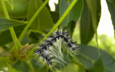 A fuzzy walnut caterpillar with black and white stripes crawls on a green stem, surrounded by lush foliage.