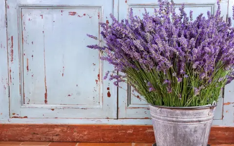 Un ramo de lavanda en un cubo metálico, con un fondo de puertas desgastadas. La lavanda sol o sombra, perfumando el ambiente.