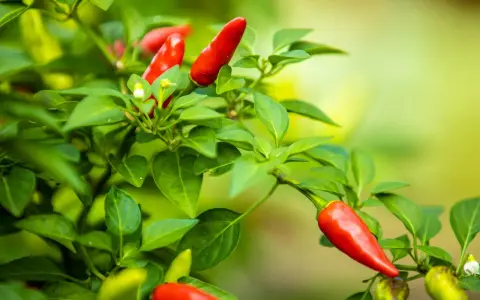 Pied de piment rougeoyant, prêt à être récolté. La nature nous offre un aperçu de la durée de vie d'un pied de piment, de la fleur au fruit.