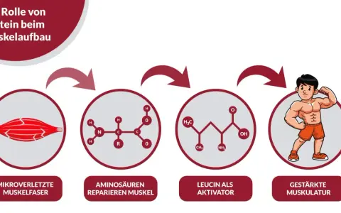Illustration zeigt, wie Krafttraining mit Protein zu Muskelaufbau führt: Mikroverletzte Muskelfasern werden durch Aminosäuren repariert, Leucin aktiviert den Prozess, was zu gestärkter Muskulatur führt.