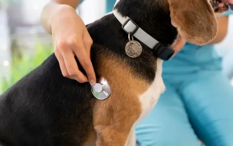 Un vétérinaire examine un chien beagle avec un stéthoscope, vérifiant s'il y a une tique.