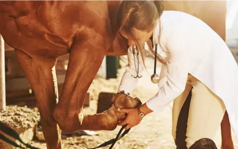 Vétérinaire examinant le genou d'un cheval brun.