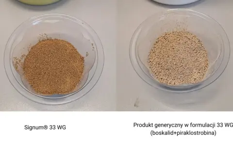 Dwa naczynia z granulatem. Po lewej Signum® 33 WG, po prawej produkt generyczny.