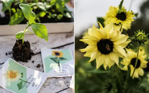 En planta av solros växer ur jordklumpen bredvid fröpåsar. En bi besöker en gul solros i blom.