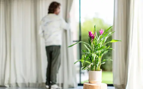 Un homme regarde par la fenêtre, à côté d'un curcuma Siam Splash. L'entretien de cette plante est simple pour un tel éclat.
