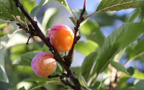 Deux prunes mûres, une orange et une rose, pendent d'une branche de prunier du Japon.