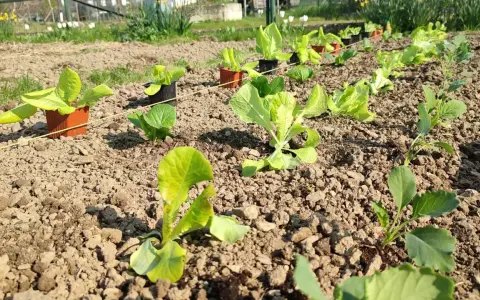 Jeunes plants de salade à couper, prêts à être repiqués dans le potager. Le soleil illumine les feuilles vertes tendres.