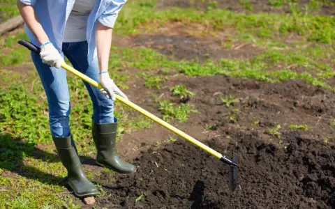 Osoba w gumowcach i rękawiczkach grabi ziemię, przygotowując ją pod nawożenie truskawek obornikiem granulowanym.