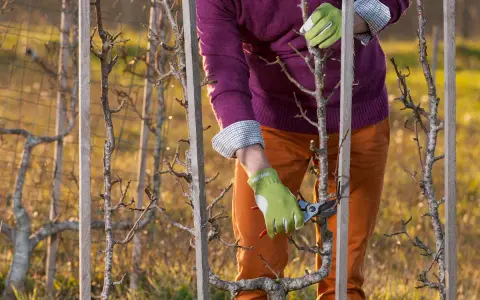 Taille d'un pommier en espalier, ses branches fines sont guidées par des piquets en bois.
