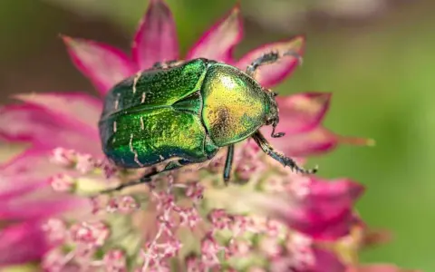 Un magnifique scarabée jardin aux reflets verts et dorés, perché sur une fleur rose.