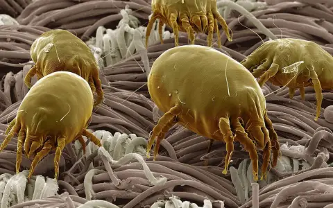 Acari cocorite, minuscoli abitanti del nostro ambiente, si muovono tra le fibre di un tessuto, invisibili a occhio nudo.