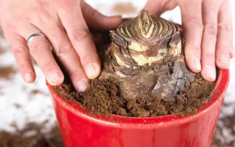Hände bedecken eine Amaryllis-Zwiebel mit Erde in einem roten Topf. Die richtige Amaryllis Pflege beginnt mit dem Einpflanzen.