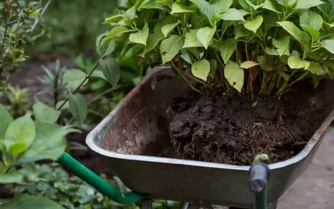 Hortensja z bryłą korzeniową w taczce, gotowa do przesadzenia. Idealny czas, kiedy można przesadzić hortensje, to wiosna lub jesień.