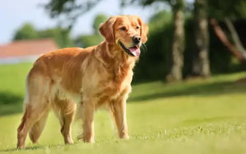Złocisty retriever, uosobienie przyjaznego golden retriever charakteru, stoi na trawie, ciesząc się słońcem.