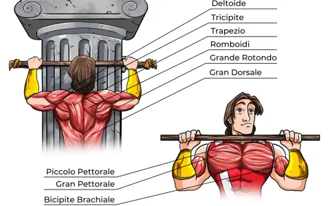 Illustrazione anatomica dei muscoli coinvolti nelle trazioni alla sbarra, con indicazioni sui potenziali rischi e trazioni alla sbarra controindicazioni.