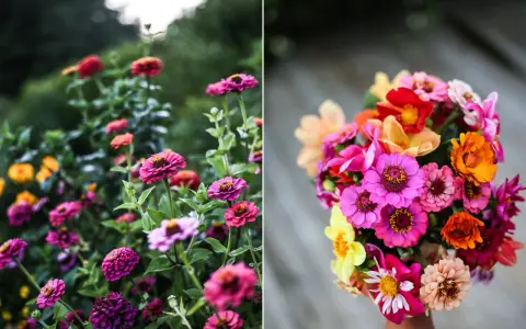 En bukett med färgglada zinnia i kruka, med blommor i rosa, orange, gult och rött.