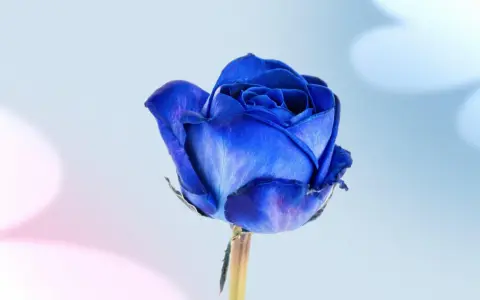 Una rosa azul vibrante, símbolo de misterio y encanto. El significado de las rosas azules evoca lo inalcanzable y la magia.