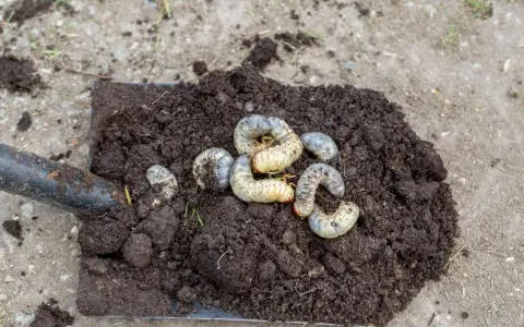 Łopata z ziemią, na której widać kilka grubych, białe larwy.
