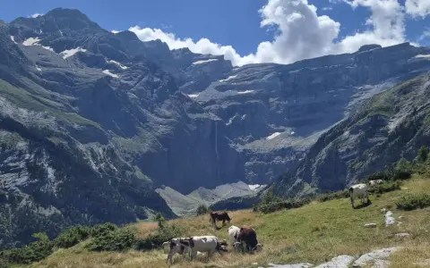 Krowy pasące się na zielonym zboczu w majestatycznym Cirque de Gavarnie. W tle widać potężne góry i wodospad.