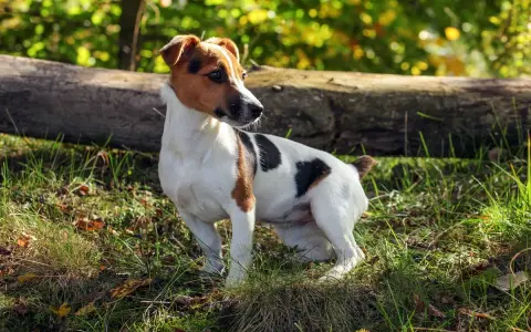 Wesoły terier jack russell w słoneczny dzień w lesie, z zaciekawieniem obserwuje otoczenie.