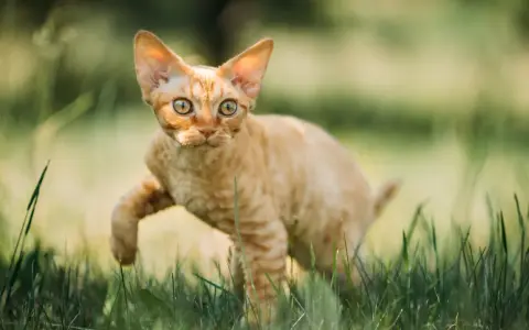 Charakter devon rex – przyjazny towarzysz dla aktywnej rodziny