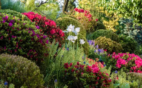 Wiosenny ogród pełen kwitnących, wysokie krzewy rododendronów i tulipanów.