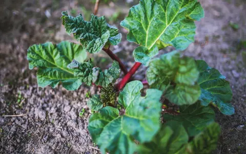 Jeune plant de rhubarbe aux feuilles vertes et tiges rouges, prêt à être planté. Un bon endroit pour planter la rhubarbe est essentiel pour sa croissance.