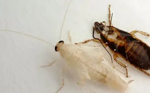 Una cucaracha albina y otra de piel de cucaracha marrón yacen juntas sobre una superficie blanca.