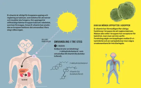 D-vitamin från solljus omvandlas i huden och sedan i lever och njurar. D-vitamin är viktigt för kalciumupptaget.