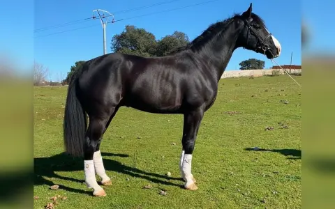 Magnifique étalon noir, un des meilleurs étalons Selle Français, se tient fièrement dans un pré verdoyant sous un ciel bleu.