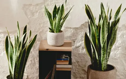 Tres plantas de lengua de la suegra, con sus hojas verdes y amarillas, decoran un rincón con pared texturizada.