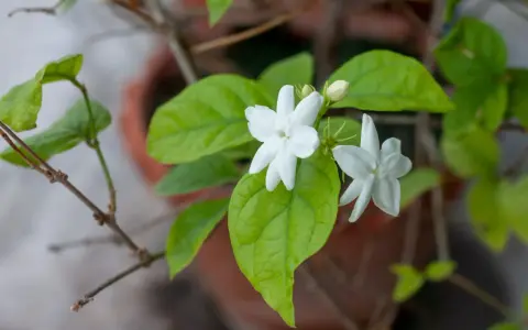 Fleurs blanches délicates de jasmin en pot, avec des feuilles vertes luxuriantes.