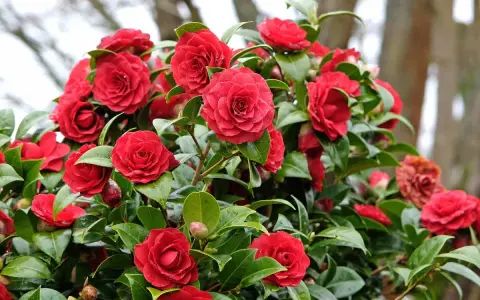 Un camélia rouge éclatant, prêt pour son entretien printanier. Ses fleurs généreuses et son feuillage lustré témoignent d'une belle santé.