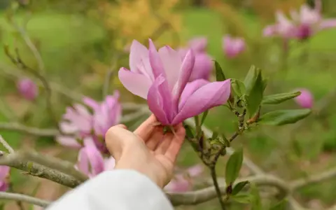 Delikatna dłoń dotyka różowej magnolii, przypominając o tym, jak sadzić magnolie, by cieszyć się ich pięknem.
