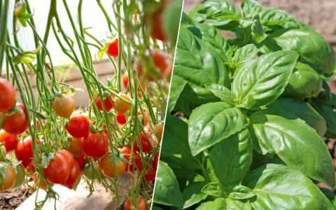 Tomates mûres et plant de basilic vert. Le basilic est un excellent choix pour savoir que planter à côté des tomates.